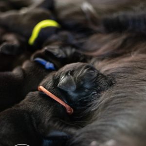 Website TailWillTell met logo-24